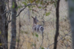 Kobus ellipsiprymnus ellipsiprymnus