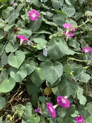 Ipomoea purpurea