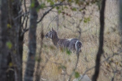 Kobus ellipsiprymnus ellipsiprymnus