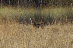 Kobus ellipsiprymnus ellipsiprymnus