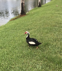 Cairina moschata domestica