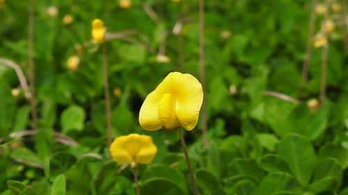 Arachis pintoi