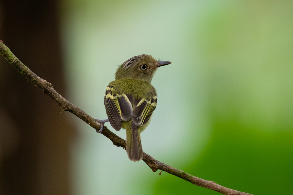 Double-banded Pygmy-Tyrant (Lophotriccus vitiosus) photo