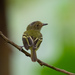 Double-banded Pygmy-Tyrant - Photo (c) Thibaud Aronson, some rights reserved (CC BY-SA), uploaded by Thibaud Aronson