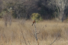 Centropus senegalensis