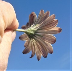 Dimorphotheca nudicaulis