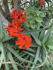 Pelargonium × hybridum