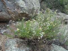 Baccharis thesioides