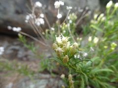Baccharis thesioides
