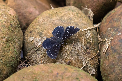 Echydna punctata