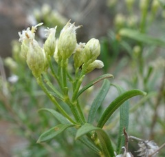 Baccharis thesioides