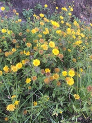 Pentanema britannica