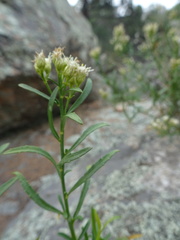 Baccharis thesioides