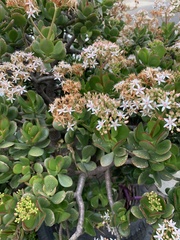 Crassula ovata
