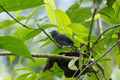 Thamnophilus schistaceus