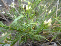 Baccharis thesioides