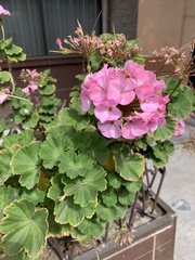 Pelargonium × hybridum