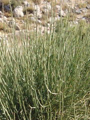 Ephedra fragilis