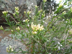 Baccharis thesioides