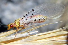 Italochrysa stigmatica