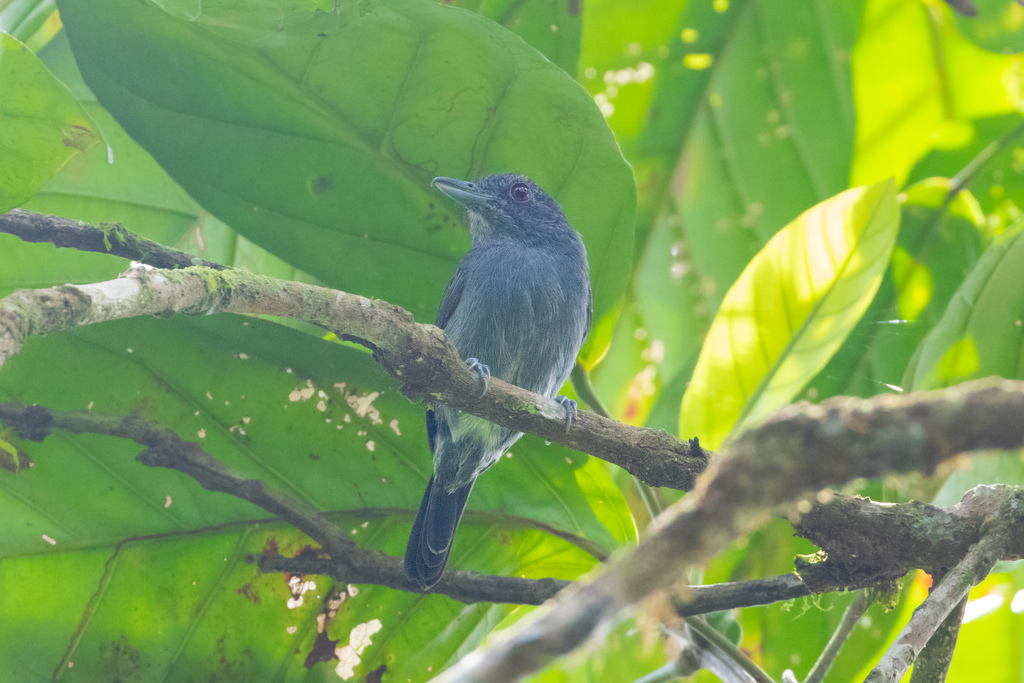 Plain-Winged Antshrike