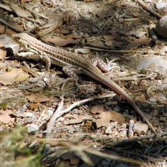 Acanthodactylus erythrurus