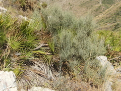 Ephedra fragilis