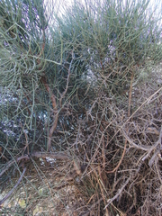 Ephedra fragilis