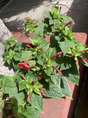 Mirabilis jalapa