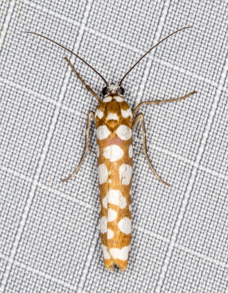Atteva niphocosma