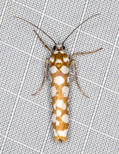 Atteva niphocosma Turner, 1903