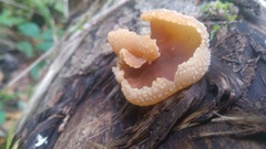 Peziza echinospora