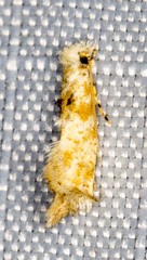 Erechthias citrinopa