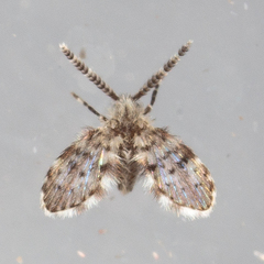 Paramormia corniculata