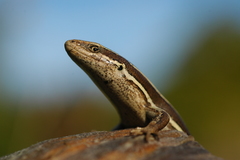 Mccann's Skink photo 2