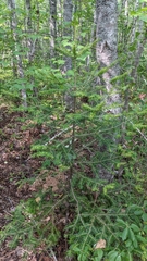 Abies balsamea image