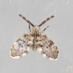 Paramormia corniculata