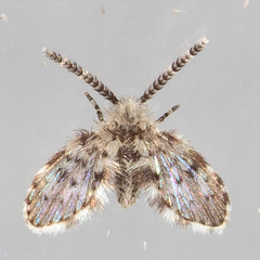 Paramormia corniculata