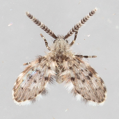 Paramormia corniculata