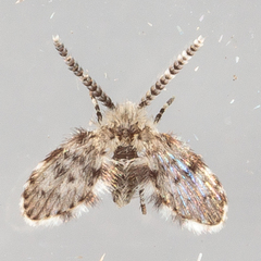 Paramormia corniculata