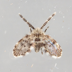 Paramormia corniculata