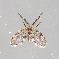 Paramormia corniculata