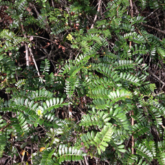 Osteomeles anthyllidifolia