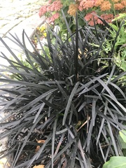Ophiopogon planiscapus