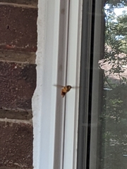 Milesia virginiensis