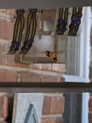 Milesia virginiensis