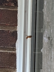 Milesia virginiensis