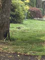 Sciurus carolinensis