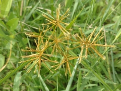 Cyperus esculentus leptostachyus
