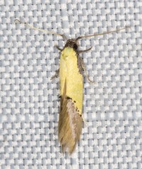Opogona protodoxa